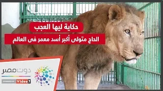 حكاية ليها العجب   الحاج متولى أكبر أسد معمر فى العالم دندنها