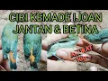 Download Lagu CARA MEMBEDAKAN KEMADE JANTAN\u0026BETINA IJOAN