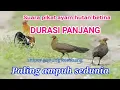 Download Lagu SUARA AYAM HUTAN BETINA SUPER JERNIH . TANPA IKLAN