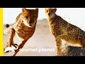 Download Lagu How Do Cheetahs Run So Fast? | How Do Animals Do That?