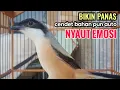 Download Lagu toet toet suara cendet gacor Di PAGI HARI sangat efektif buat Pancingan cendet diam agar cpt bunyi