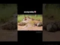 Download Lagu Just Indonesian Army!