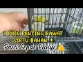 Download Lagu JANGAN SALAH RAWAT BOSS ❗❗ BEGINI CARA MERAWAT SIRTU/CIPOH BAHAN AGAR CEPAT BUNYI DAN GACOR