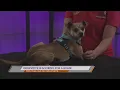 SPCA of East Texas Genevieve