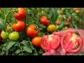 Download Lagu Waarom zijn tomaten wit en hard van binnen? Zo voorkom je het!