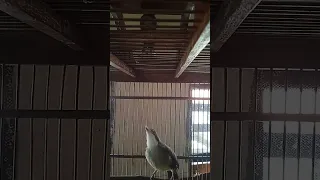 burung cucak jenggot full kasar ampuh pancingan emosi masterancucakjenggot 