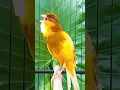 Download Lagu pasti nyaut!! masteran kenari juara #kenari #kenarigacor #kenaripaud #canary #canario #canarias