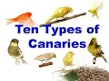 Download Lagu 10 Jenis Burung Kenari