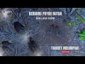 Download Lagu LUAR BIASA❗BANYAK SEKALI PUYUH HUTAN DI SPOT INI‼️