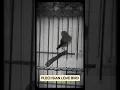 PLECI ISIAN LOVE BIRD #masteranburung #burung #plecigacor #pleciisian #pleci