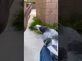 POV: Your gf turned into a pigeon… #bird #pigeon