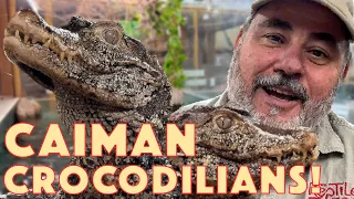 Caiman Crocodilians, Ancient Dinosaurs😳
