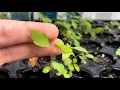 How to grow River Birch trees from seed