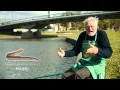 Download Lagu Vrijdag Visdag Paling
