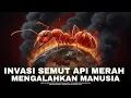 Download Lagu Kisah Nyata Semut Api Merah Menaklukkan Benua Demi Benua | #alamaya