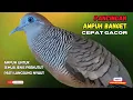 Lagu PERKUTUT LOKAL GACOR Pancingan Burung perkutut Pagi Hari Agar Cepat Bunyi Terus - Zebra Dove 066