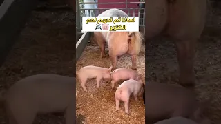 حقيقة تحريم لحم الخنزير   صغار الخنزير  سوريا  حيوانات  اكسبلور  المراه دندنها