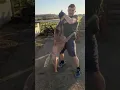 Australian Cattle Dog Bite Force Cattle dog powerful Bite and determination Cattle dog training