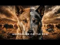 Australian Cattle Dog - Full History Blue Heeler