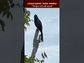 Download Lagu Lesser racquet-tailed drongo