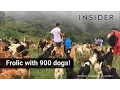 Frolic With 900 Dogs In Costa Rica