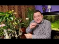 Lagu Адениум \u0026 Аглаонема - Подробно обо всех нюансах - Уход в домашних условиях