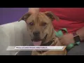 SPCA of East Texas Meet Maizy