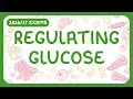 GCSE Biology - Regulating Glucose Glucose Glycogen Glucagon Blood Glucose Graphs