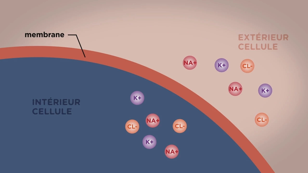 MOOC côté cours : Le transport direct au travers des membranes