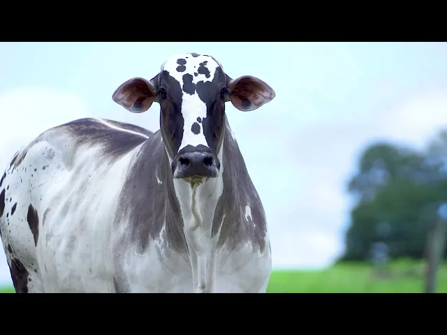 Matriz Nelore Mocho MLRC - 120