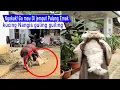 Lagu ini Lucu Bikin Ngakak! di Paksa Emak Pulang kucing Merengek guling guling kaya Bocil/Video Kompilasi