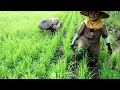 Ngarambet | Penyiang Padi Tradisional Jawa Barat Indonesia