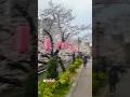 Download Lagu How to Hanami! #sakura #sakura #hanami