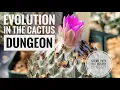 Discussing Evolution in the Cactus Dungeon