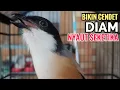 Download Lagu suara pancingan CENDET GACOR full variasi isian yang BIKIN CENDET malas bunyi langsung ikutan NYAUT