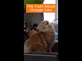 Strong evidence that all orange cats really do share one single brain cell