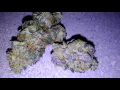 Do Si Dos Cookies