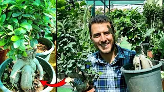البونساي نبات ظل ي قوي لا يحتاج للكثير من الخبرة وعمره طويل شاهد طريقة العناية به  دندنها