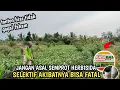 Download Lagu APLIKASI HERBISIDA SELEKTIF PADA TANAMAN JAGUNG 25HST,DI LAHAN GAMBUT TRANSMIGRASI KALIMANTAN