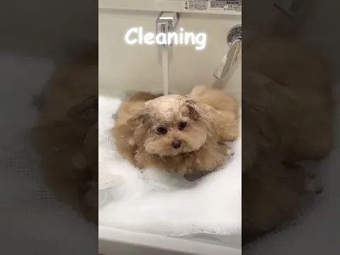 How to clean Dirty Boi 🚿