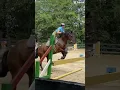 Download Lagu THE AUDIO 😻🤩 #viral #equestrianrider #horse #jumping #Seamus💕
