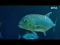 Our Planet | Coastal Seas | FULL EPISODE | Netflix