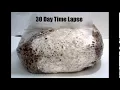 30 Day 5Grain Spawn Bag Time Lapse
