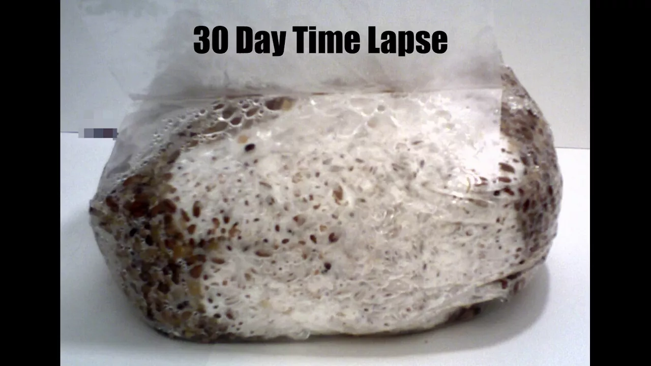 30 Day 5Grain Spawn Bag Time Lapse