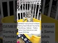 Download Lagu Gemes! Kucing Kecil Santuy Dimarahin, Gaya Duduknya Udah Kayak CEO 🤭🐱