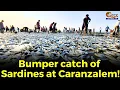 Fishermen at Caranzalem shore rejoiced after a bumper fish catch.