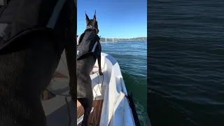 #Fyp #dream #doberman #pets #YouTube