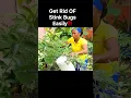Easiest Way To Get Rid Of Stink Bugs