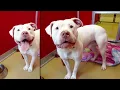 Dover is currently available for adoption at pawsandclaws org