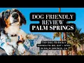 Palm Springs Dog Vlog Dog Friendly Guide and Review 2023